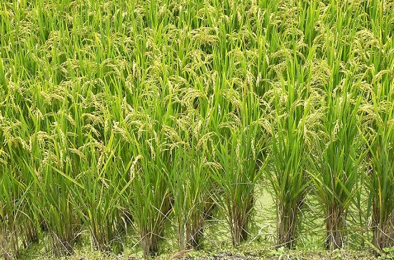 صورة المركزي للتعبئة العامة والإحصاء: 11.0 ٪ انخفاض محصول الأرز