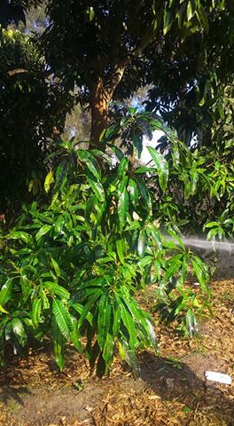 صورة تأخر الإزهار في أشجار المانجو هذا العام