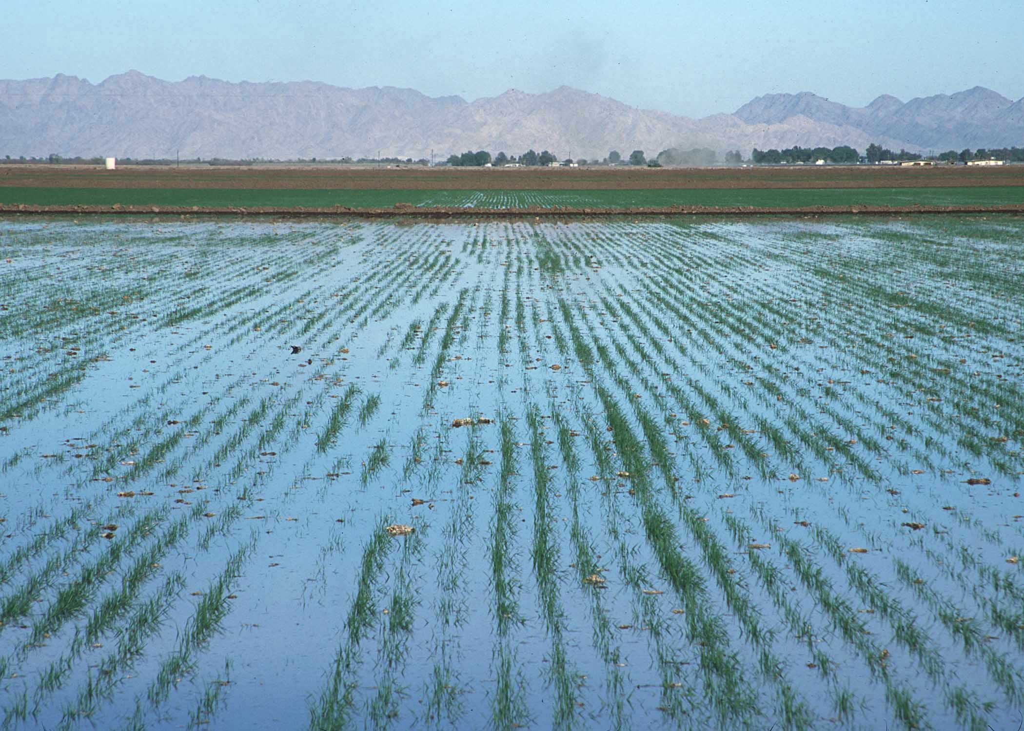 صورة 3.9 % انخفاض في كمية مياه الري المستخدمة في الزراعة عام 2015