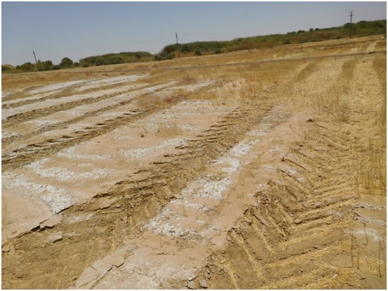 صورة الجديد في استصلاح الأراضي المتأثرة بالأملاح Salt affected soils