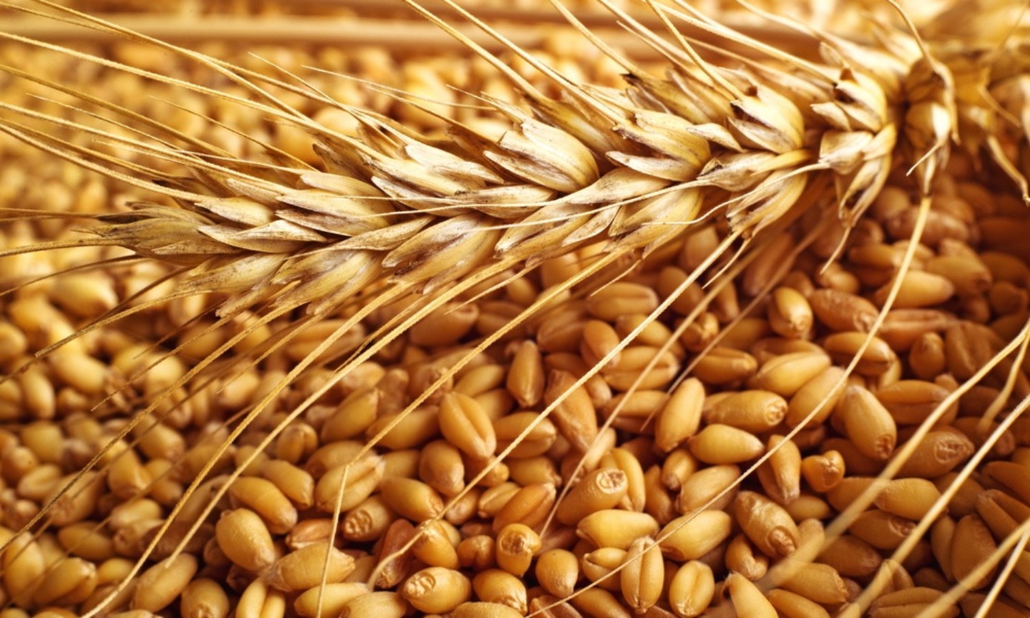 صورة دراسة تؤكد  : زراعة القمح بالتسطير المتعامد أفضل إنتاجيا من العشوائى