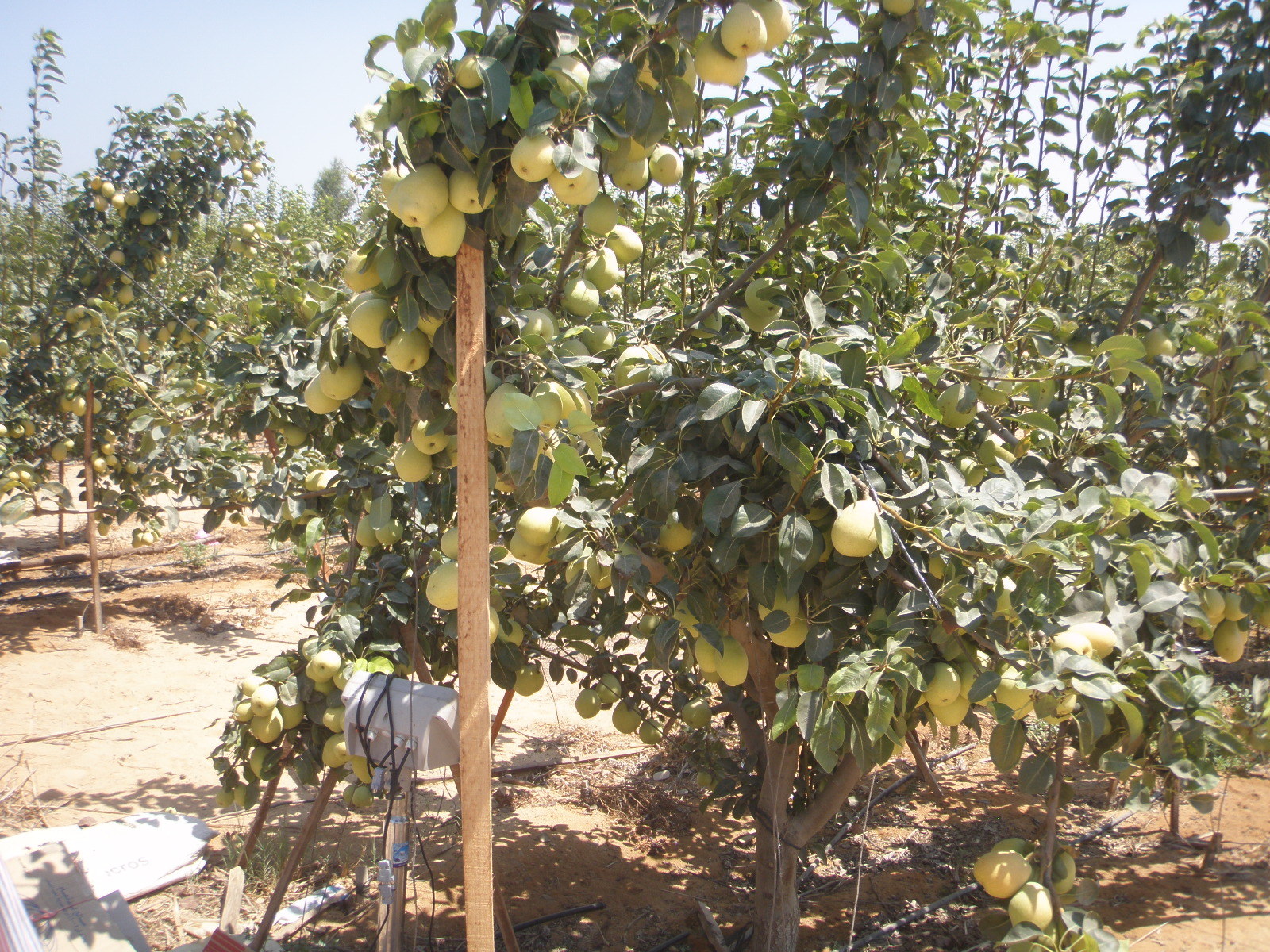 صورة  أهم العمليات الزراعية التي تجُرى على بعض محاصيل الفاكهة والخضر خلال أشهر ابريل ومايو ويونية