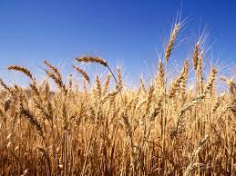 صورة الدكتور حامد عبدالدايم : نخطط لزراعة  3.6 مليون فدان من القمح