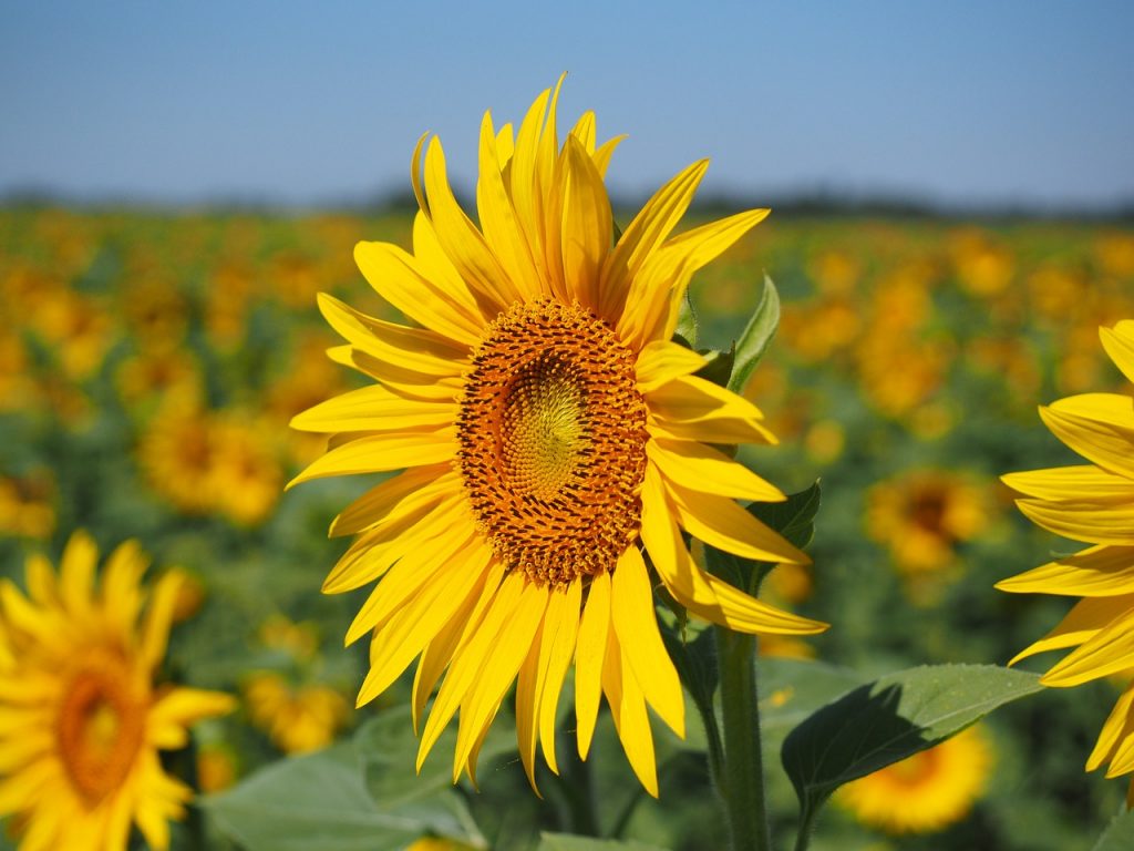 صورة زهرة الشمس .. دوار الشمس … عباد الشمس .. زراعته و خدمته تحت نظام الرى المحورى