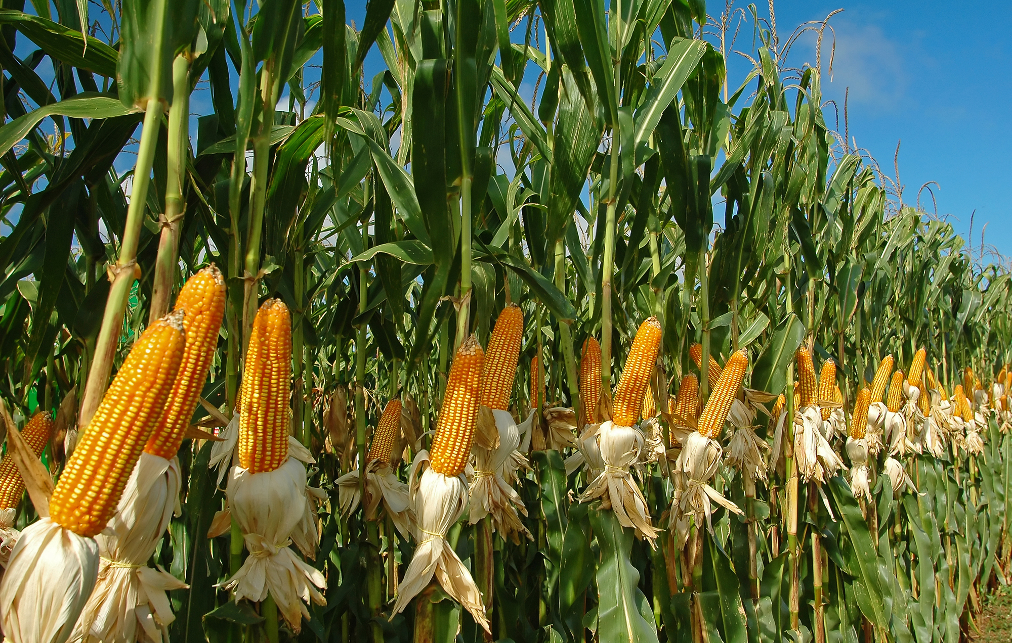 صورة زراعة و خدمة الذرة تحت نظام الري المحوري.
