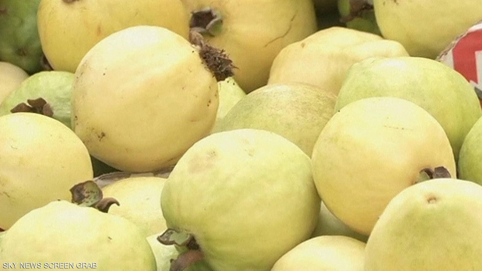 صورة عزيزي المزارع تعرف على أهم المعاملات الزراعية لشهر نوفمبر لمحصول الجوافة