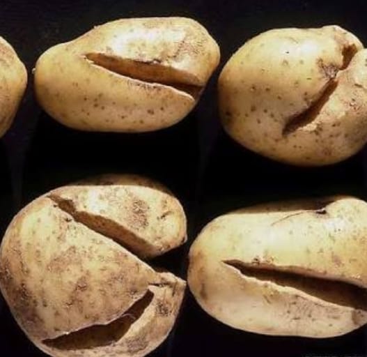 صورة تعرف على أسباب تشقق درنات البطاطس potato tuber cracks