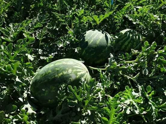 صورة توصيات خاصة بزراعة البطيخ