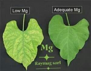 صورة تعرف على دور المغنيسيوم Mg في النبات