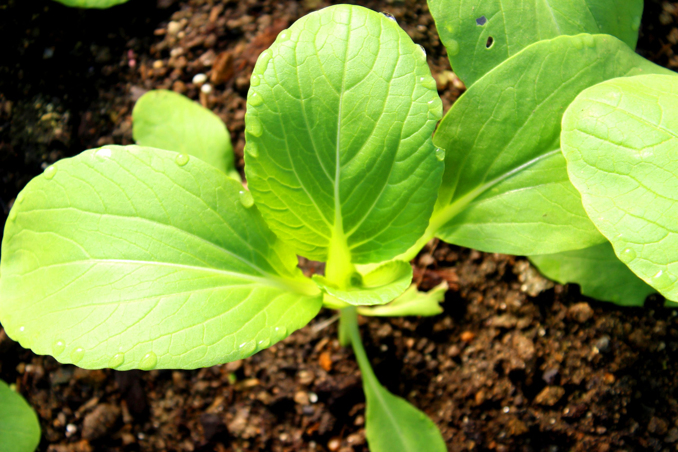 صورة دور عنصر السليكون في تحسين نمو ومقاومة النبات